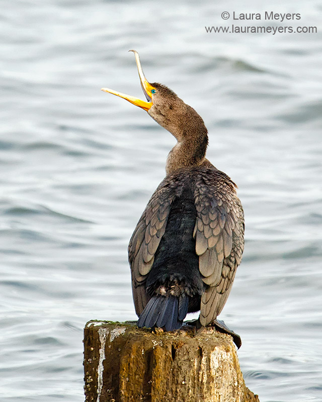 Double-crested Cormorant Juvenile on Piling 