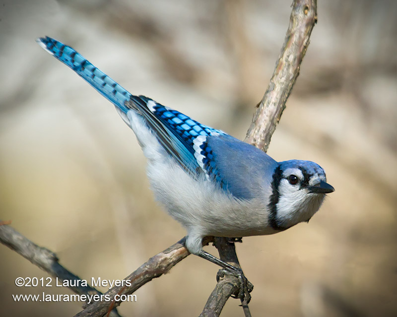 Blue Jay on branch Tagged Photos - Laura Meyers PhotograpyLaura Meyers ...