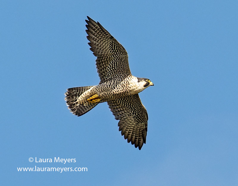 Peregrine Falcon in Flight 
