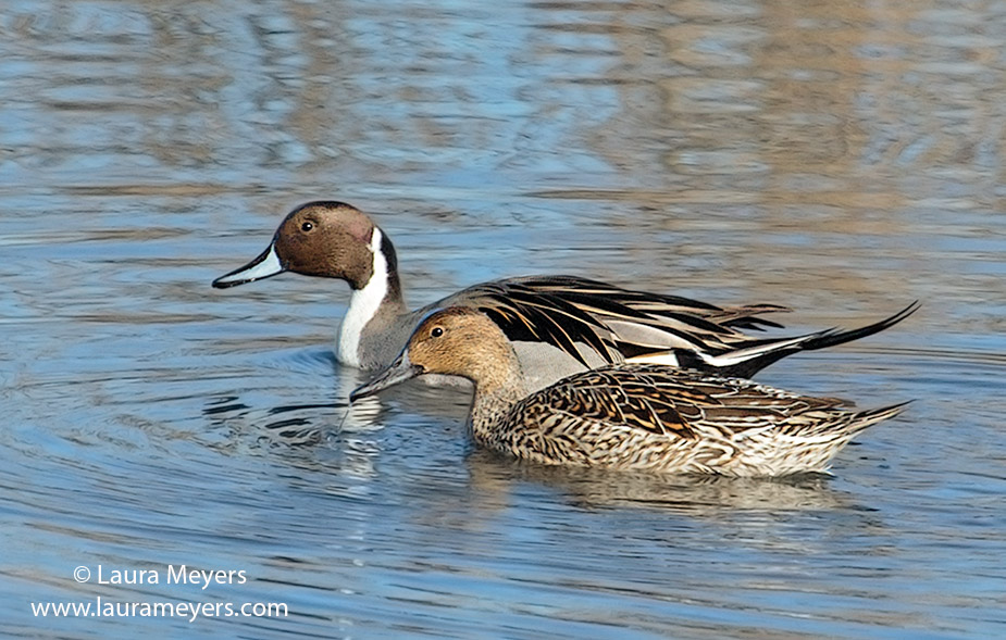 Male and female Northern Pintail Duck