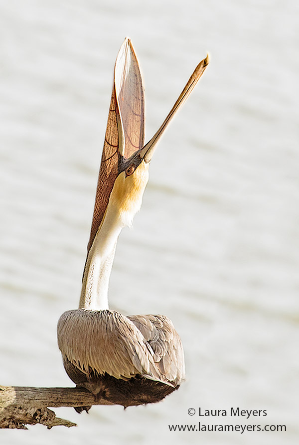 Brown Pelican Non Breeding