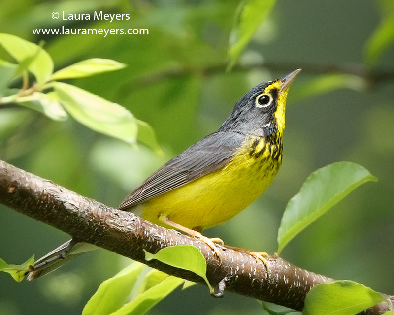 Canada Warbler Male