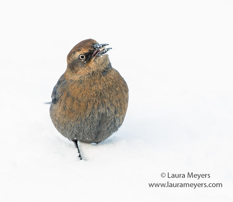 Rusty Blackbird in Snow 