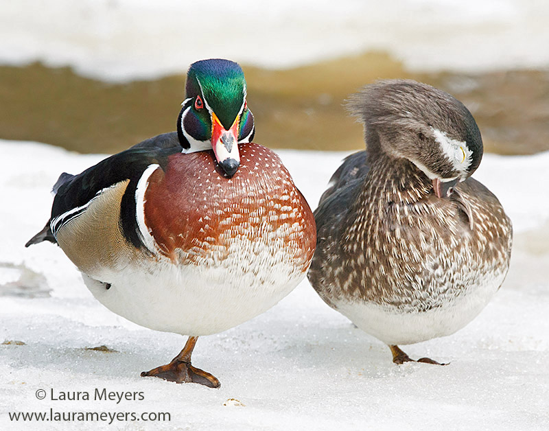 Wood Duck Male and Female