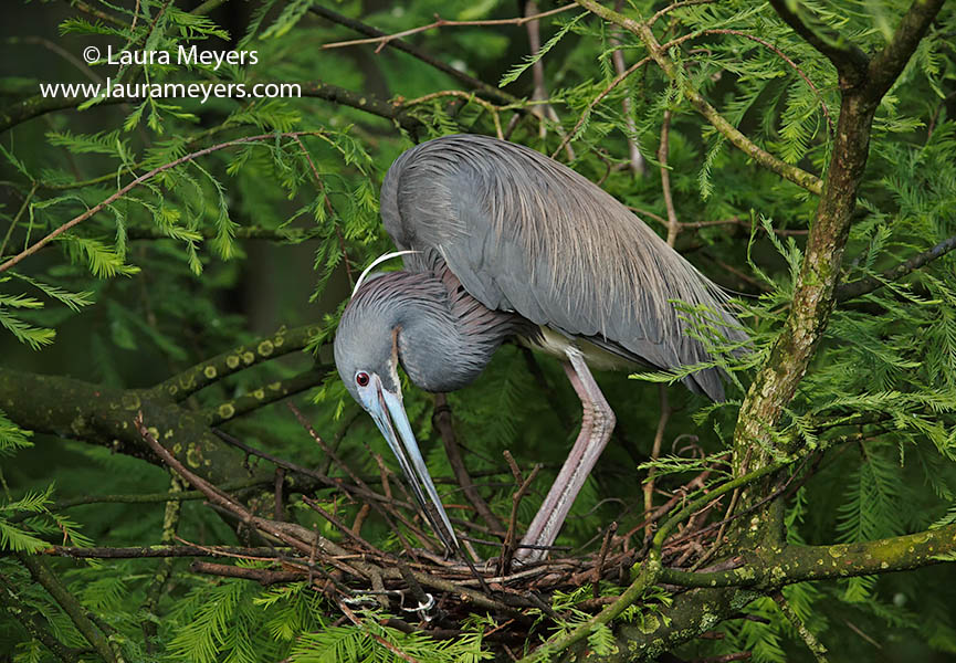 Tricolored Heron on Nest