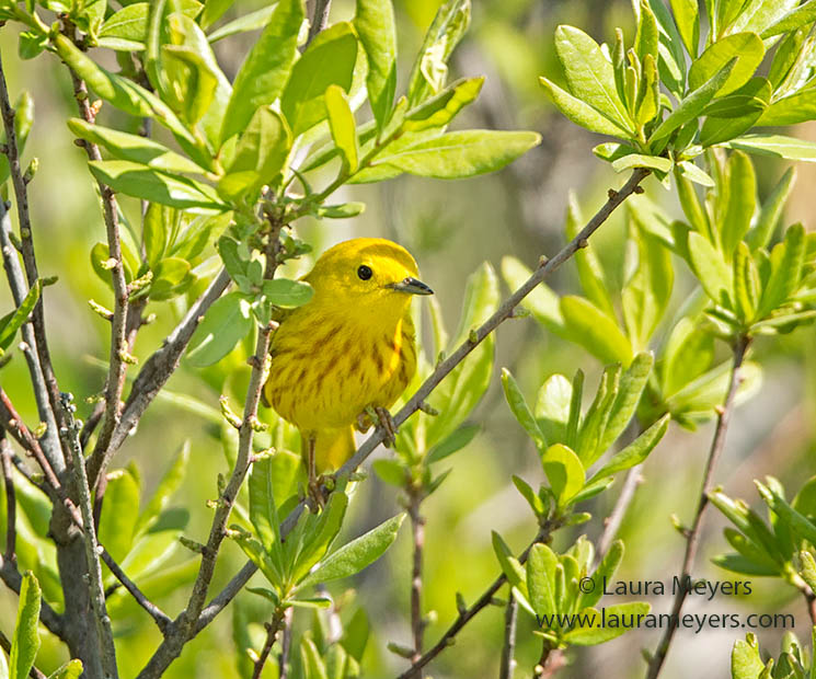 Yellow Warbler in Tree