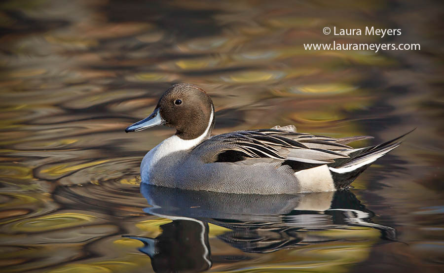 Northern Pintail Duck Male