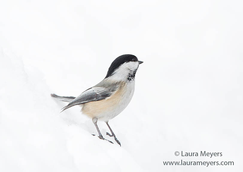 Black-capped Chickadee in Snow