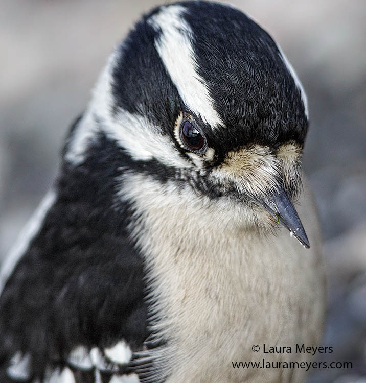 Downy Woodpecker Closeup