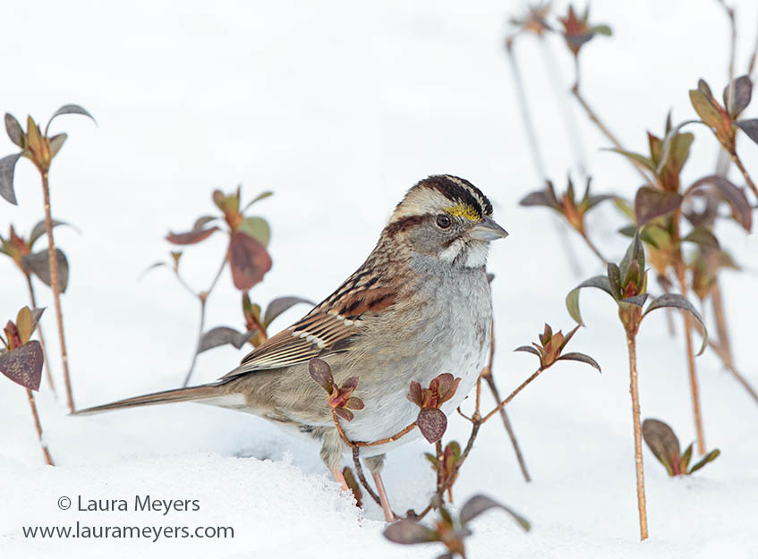 White-throated Sparrow in Snow