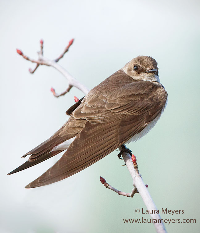 Northern Rough-winged Swallow 
