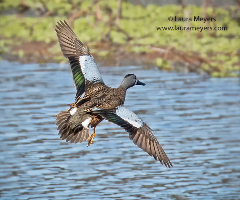 Blue-winged Teal in Flight - Laura Meyers Photograpy