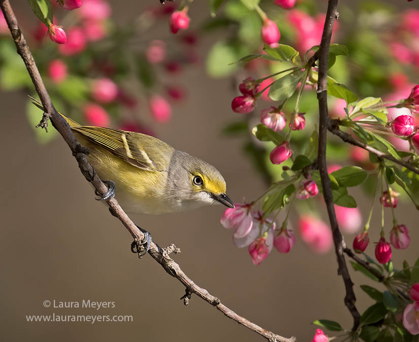 White-eyed Vireo in Crab Apple Tree photographed in Green-wood Cemetery.