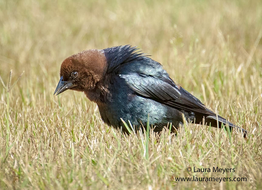 Brown-headed Cowbird foraging in the grass